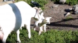 В Омской области еще один козел стал отцом