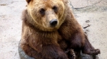 Обстоятельства в Омской области ввергли медведей в настроенческий декаданс