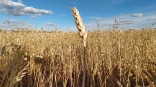Омские элеваторы начали принимать зерно нового урожая