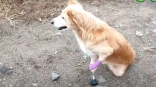 Собака Труди с отрубленными лапами сможет гулять лишь с небольшой помощью от омичей