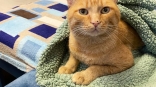 Котик Антошка с помощью омички смог превозмочь инвалидность и обездвиженность
