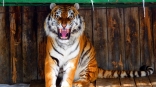 Омская тигрица Аза против возникшего у дочерей интереса к молодому соседу Шаману
