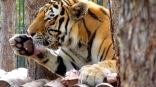 Омский тигр Граф-любитель поесть оказался приверженцем гигиены