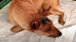Омская собака Звездочка мужественно борется за жизнь после страшных травм головы