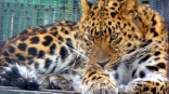 Томичу-леопарду нравится Омская область, но не ее жительницы