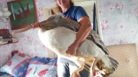 Замерзающий пеликан пришел к омскому депутату и попытался забраться к нему в кровать
