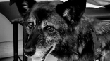 Ушел из жизни хвостатый «комендант» омского приюта для собак «Друг»