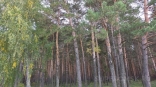 В мэрии прокомментировали вырубку деревьев в омском парке Победы