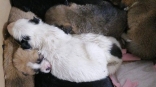 В Омске полицейский-кошатник спас замерзающих щенков