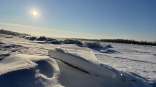 Омичей попросили не переживать за «вмерзших в лед» лебедей