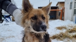 Истощенная и бессилевшая собака Анфиса в отчаянии приползла к омскому приюту для животных за помощью