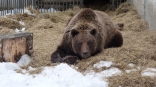 Омские медведицы смогли заснуть только при наступлении красоты