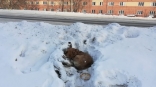 Спустя два года нашлась хозяйка пса Верного, который не отходил от сбитой возлюбленной, лежа в снегу в Омске