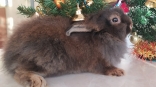 Омичей призывают не дарить живых кроликов на Новый год