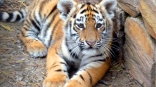 Омская тигрица Аза спровадила дочку после ее интереса к неподобающему юноше