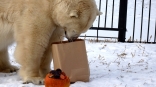 Омская медведица Забава устроила пир на свой день рождения. Фома все проспал