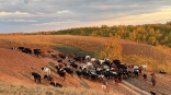 В Омской области сокращается поголовье скота
