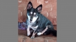 Омская собака Феня умерла в муках ради шанса на счастливую жизнь своего единственного ребенка