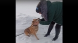В Омске пес Верный-Рыжик, лежавший два дня возле сбитой возлюбленной, спустя два года разлуки встретился с хозяйкой