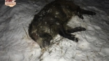 В Омской области браконьеры на машине загнали стадо кабанов