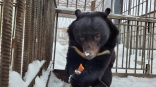 Омского медведя-предвестника весны после пробуждения посадили на диету