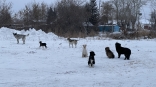 Бездомных собак, окруживших ребенка в Омске, теперь не могут найти