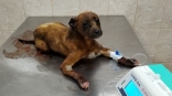 В мусорке на окраине Омска нашли кровожадно изрезанного щенка