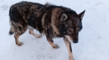 Глухой пес-старичок Чак на омской Московке угодил в запутанное злоключение со счастливым концом