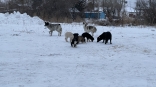 В Омске снова жалуются на поведение бездомных собак