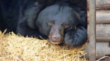 Омская медведица Кроха в ответ на попытки разбудить хочет, чтобы ее оставили в покое