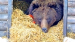Омская медведица Соня сломала устои выхода из спячки