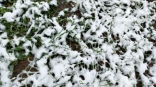 В Омской области выпал снег