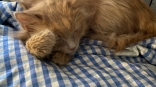 Омская кошка Килька весом чуть больше килограмма не может есть и дышать: ее пытается спасти омичка