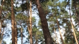 В Омской области в 2022 году погибло 390 гектаров хвойных лесов