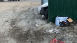 На помойку в Омске выбросили грустного ласкового котика Кокоса с оторванным носом