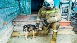 Омские спасатели вынесли из горящего дома терявшую сознание собаку