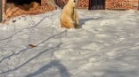 В Омской области озвучена причина смерти белой медведицы в Большереченском зоопарке