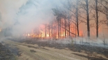 Появились кадры жуткого лесного пожара в Муромцевском районе