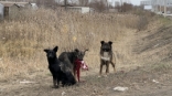 В Омске организован отлов собак, напавших на детей