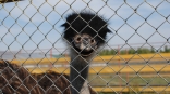Ферма «Омский страус» после получения лицензии начинает принимать посетителей