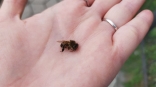 У омского пчеловода после пестицидной обработки полей массово погибли пчелы