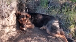 В Омске спасли найденную на острове в Иртыше изможденную собаку