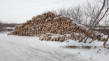 В Омской области завершили расследование уголовного дела о незаконных рубках леса на 32,7 миллиона рублей