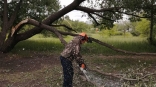 Названо количество рухнувших деревьев и сломанных из-за урагана светофоров в Омске
