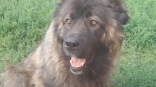 Омский пес-кавказец Дизель после операции и донорства дождался счастья: своего хозяина