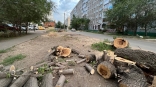 Взамен аварийных деревьев на улице Волочаевской в Омске высадят 40 ясеней