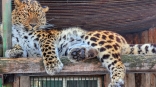 Омские леопардихи занимаются спортом, играми и саморазвитием, пока леопард лежит на диване