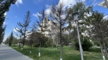 У музыкального театра в Омске массово гибнут деревья