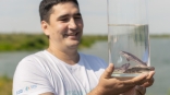 В акваторию Иртыша выпустили более 150 тысяч мальков сибирского осетра