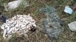 Жители Омской области наловили рыбы на миллион рублей